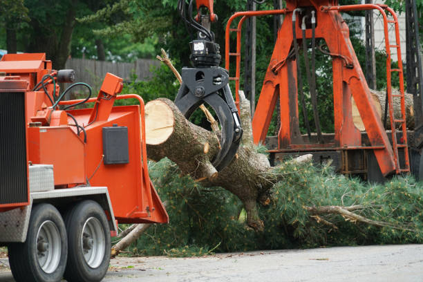 Best Tree Branch Trimming  in Seaford, DE